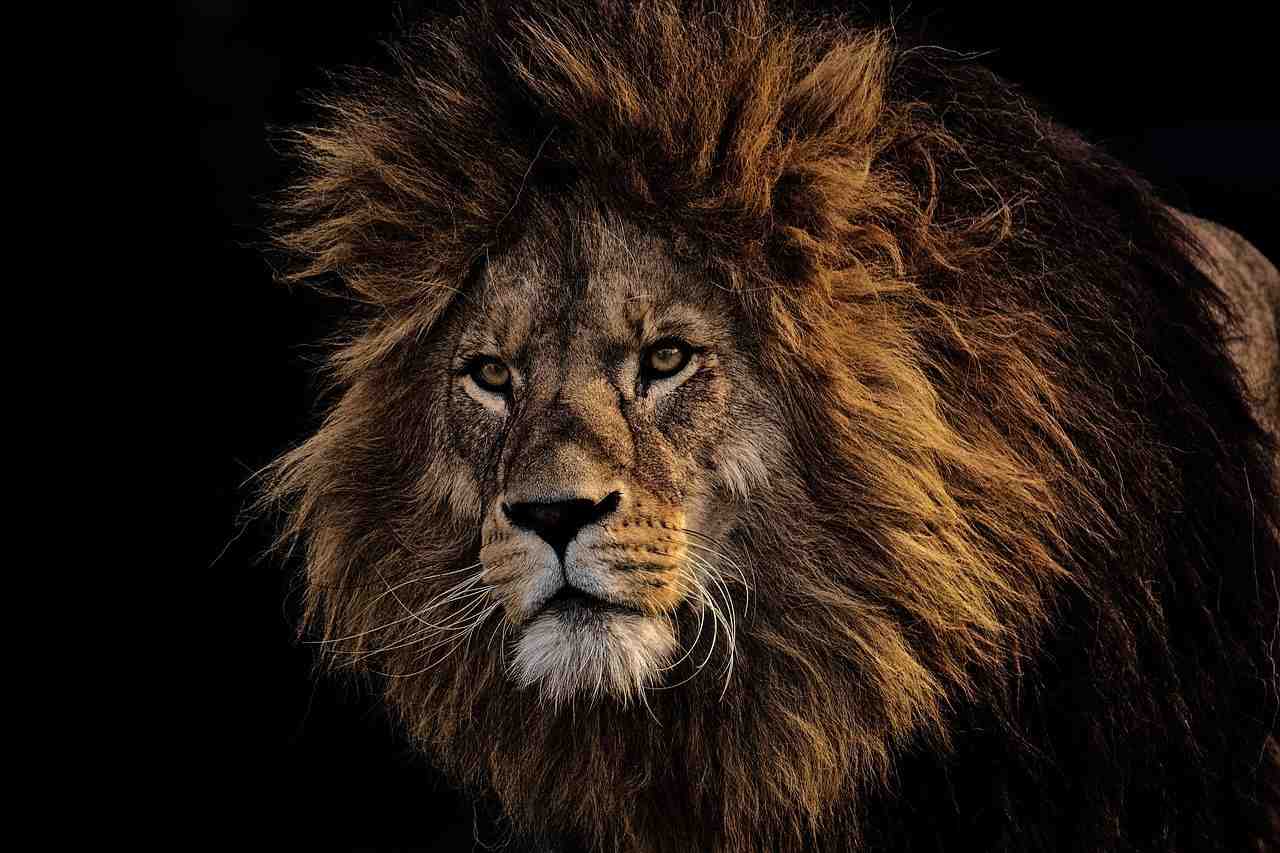 lion, prédateur, dangereuses
