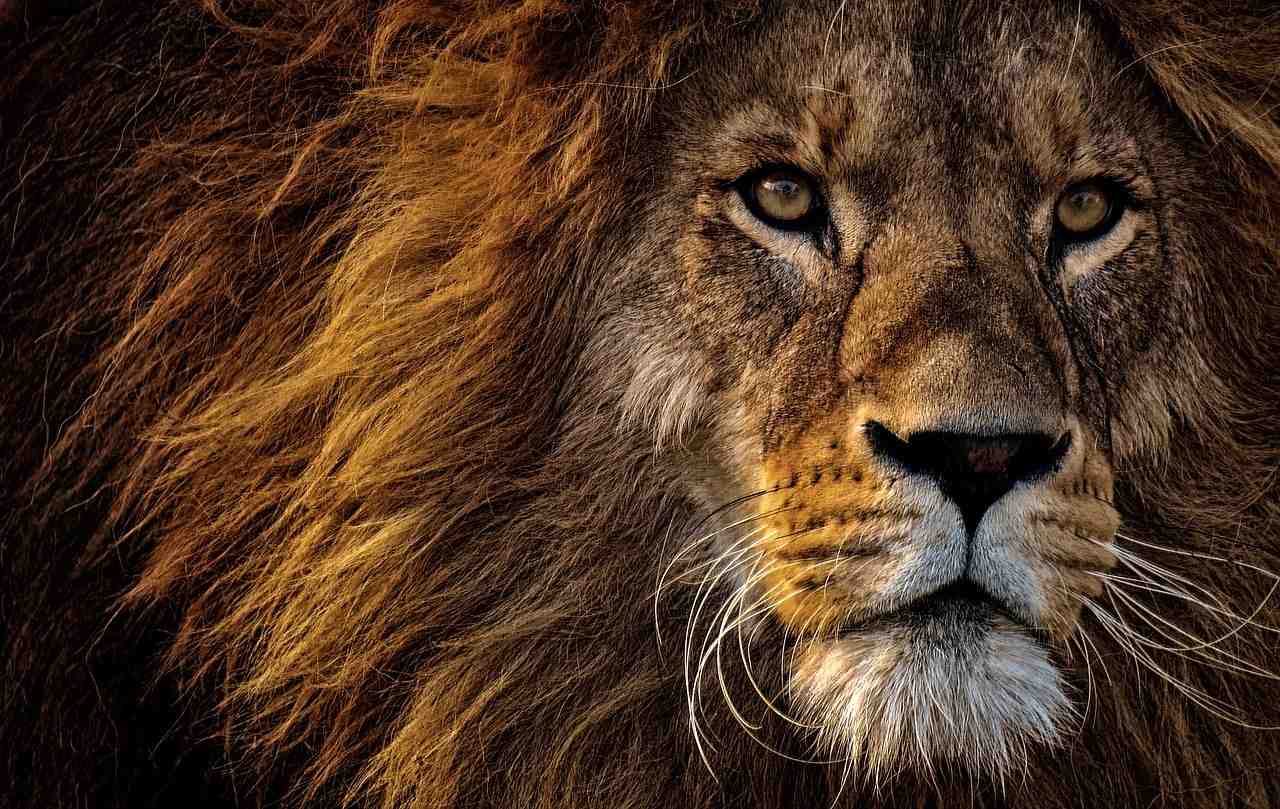 lion, prédateur, dangereuses